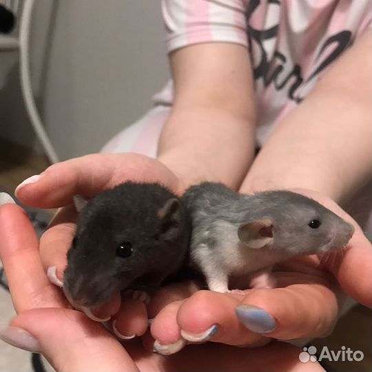 Крысята дамбо