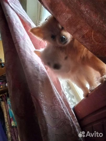 Щеночки померанского шпица