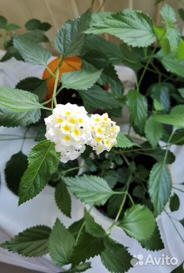 Лантана с цветом и без