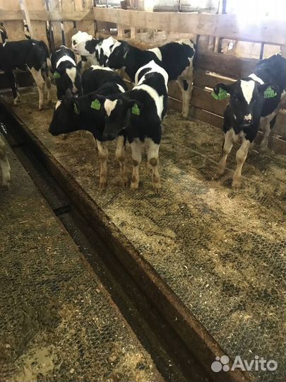 Телята на откорм, бычки
