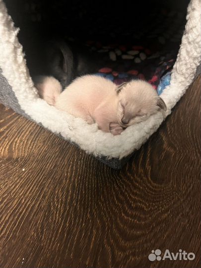 Ориентальные котята