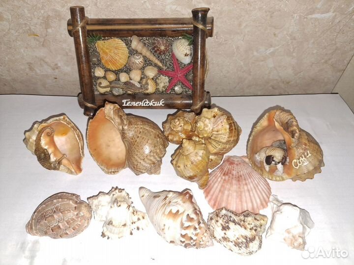 Раковины, ракушки морские
