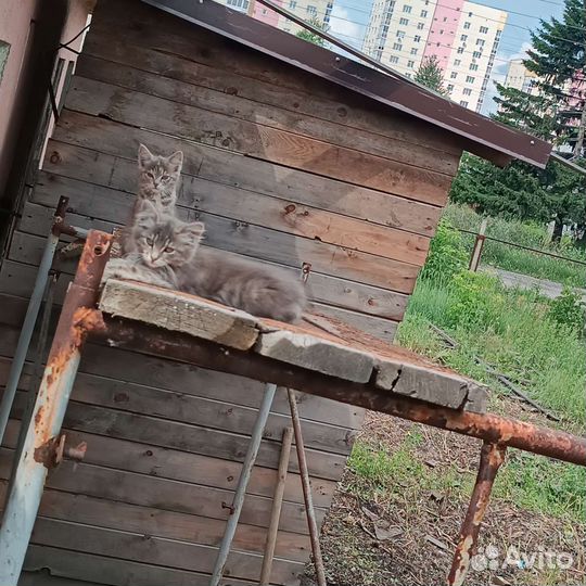 Отдам в добрые руки