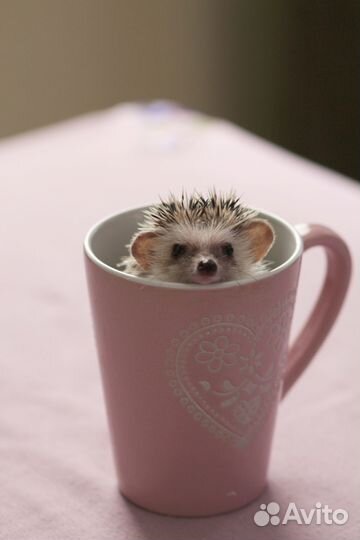 Карликовый африканский ежик