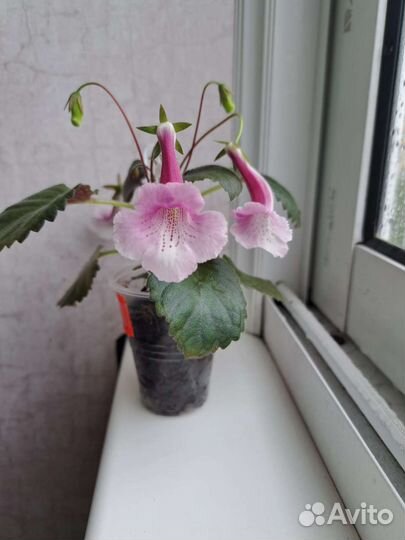 Минисиннингия