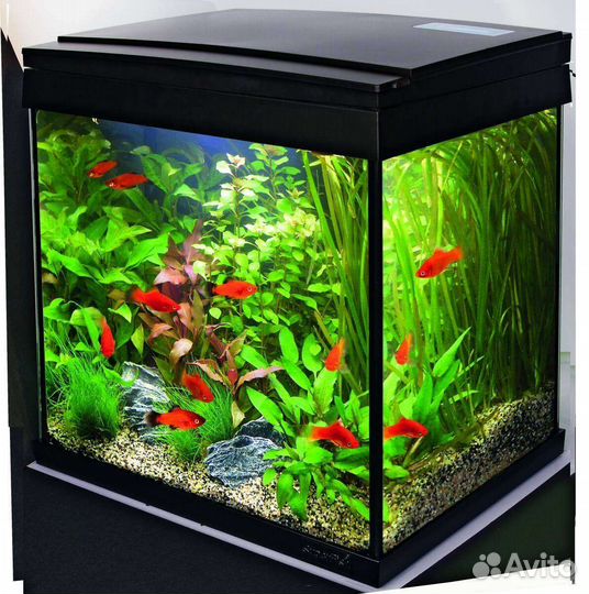 Чистка аквариума, дизайн