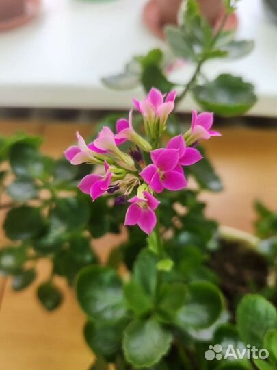 Каланхоэ цветущий