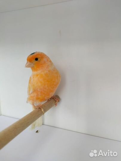 Кенара и канарейки