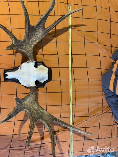 Продам рога лося