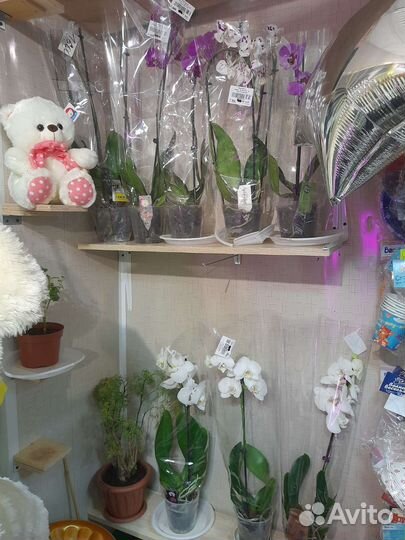 Комнатные растение(большой выбор)