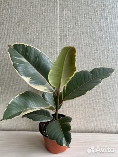 Фикус Эластика Тинеке Бургунди