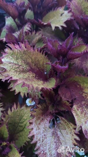 Черенки колеуса