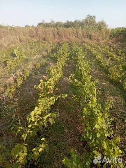 Саженцы винограда