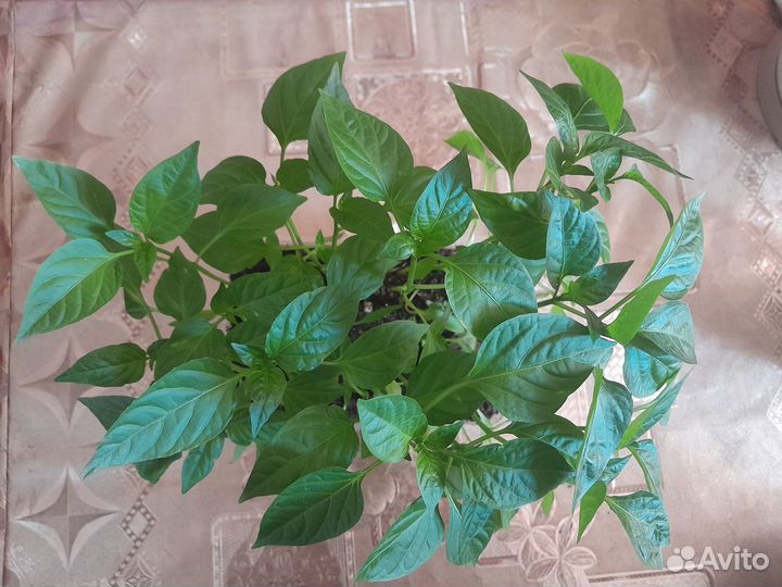 Продам рассаду баклажан,перца,помидор