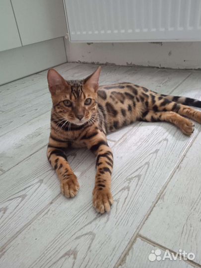 Кошки в добрые руки