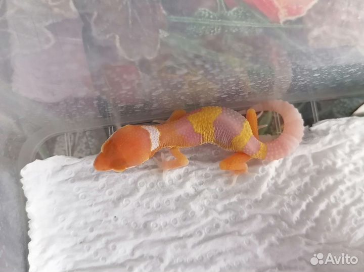 Самец Эублефара Радар