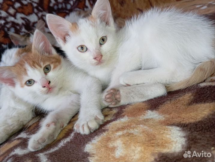 Домашние животные котята