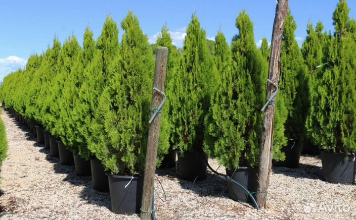 Туи Смарагд опт и розница (Без посредников)