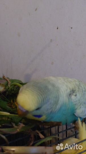 Попугаи получехи птенцы
