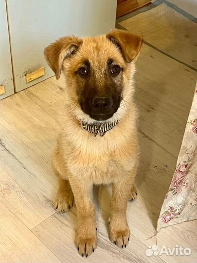 Щенок мальчик Оскар 4 мес