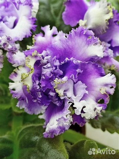 Сортовые фиалки- укоренённые черенки