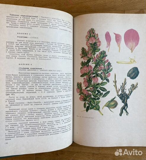 Дикорастущие лекарственные растения СССР Гаммерман