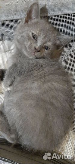 Котята в добрые руки 1 месяц