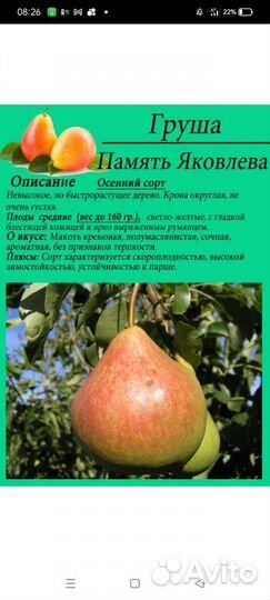 Саженец груши Память Яковлева