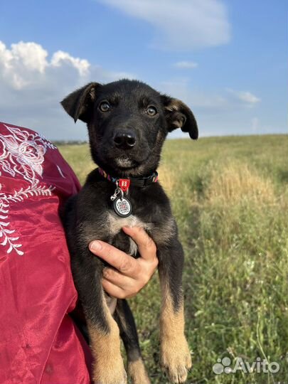 Мальчик ищет дом, семью