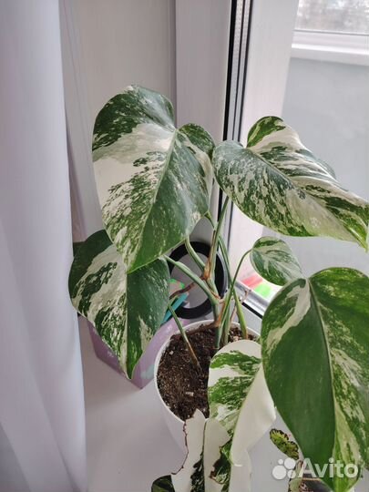 Монстера альба