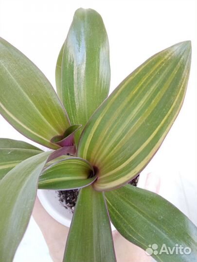 Комнатные растения по 100