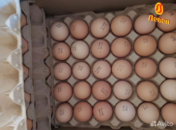 Импортное инкубационное яйцо кобб 500