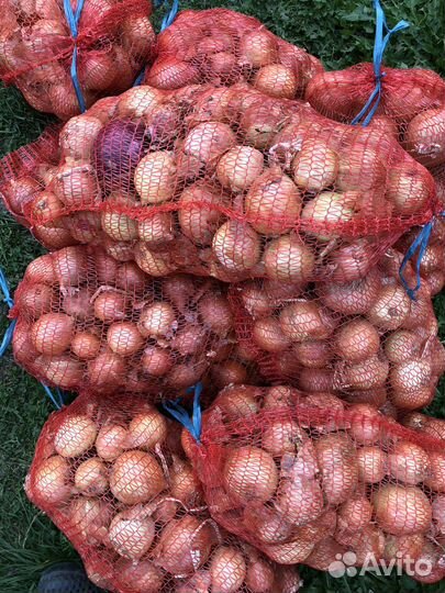 Картофель, бесплатная доставка 15 октября