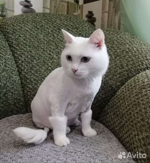 Стрижка собак и кошек