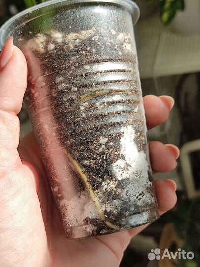 Монстера Indo mint