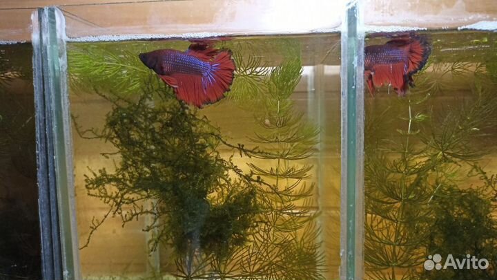 Аквариумные рыбки Петушок