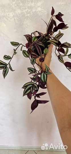 Традесканция зебрина