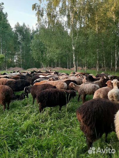 Барашки на курбан