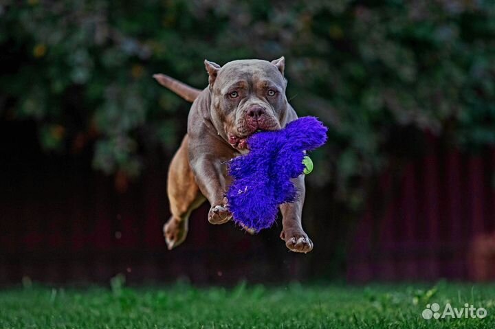 Американский булли классик