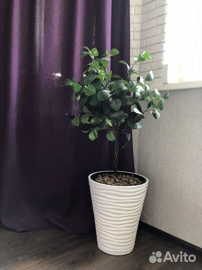 Фикус мокламе искусственный