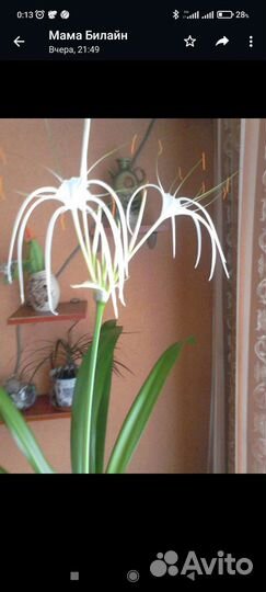 Гименокаллис