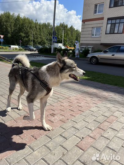 Молодой кобель Лайка в добрые руки