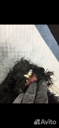 Стрижка собак и кошек