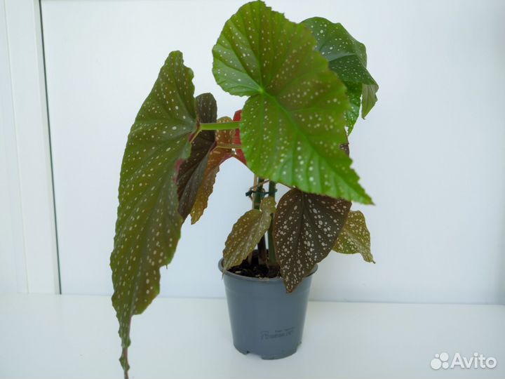 Бегония коралловая