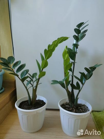 Замиокулькас