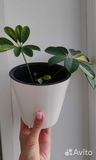 Комнатные цветы (фикусы, шеффлера)