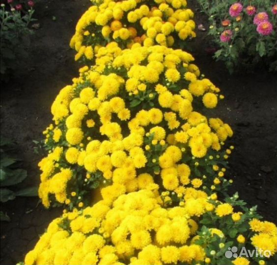 Хризантема