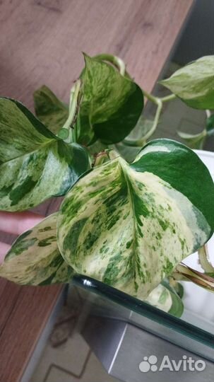 Эпипремнум комнатное растение