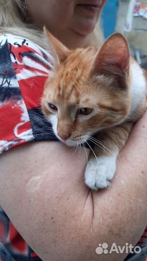 Очаровательный котик-подросток в дар