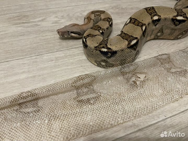 Выползок шкура змеи